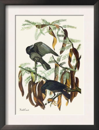 Fish Crow by John James Audubon Pricing Limited Edition Print image