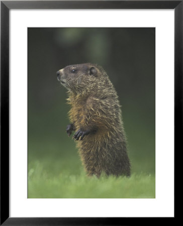 Groundhog Woodchuck, Great Smoky Mountains National Park, Tennessee, Usa by Adam Jones Pricing Limited Edition Print image
