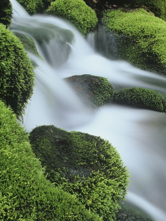Small Mountain Stream And Moss-Covered Rocks, Great Smoky Mountains National Park, Tennessee, Usa. by Adam Jones Pricing Limited Edition Print image