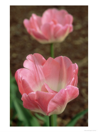 Tulipa Upstar May by John Glover Pricing Limited Edition Print image
