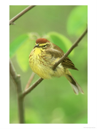 Pine Warbler, Dendroica Pinus Adult Male In Breeding Plumage by Adam Jones Pricing Limited Edition Print image