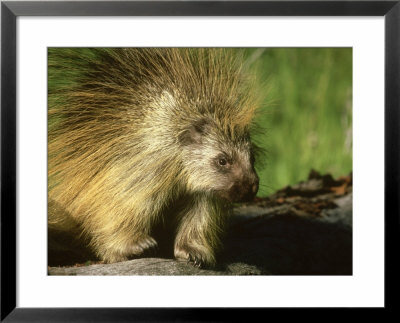 Porcupine, Montana by Bob Bennett Pricing Limited Edition Print image