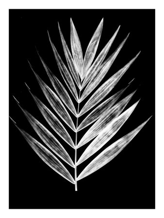 Leafs I by Miguel Paredes Pricing Limited Edition Print image
