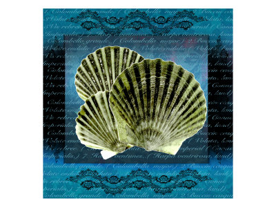 Seashells Vii by Miguel Paredes Pricing Limited Edition Print image