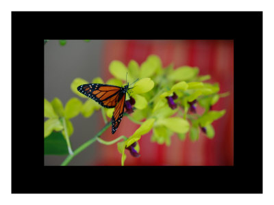 Butterfly Viii by Miguel Paredes Pricing Limited Edition Print image