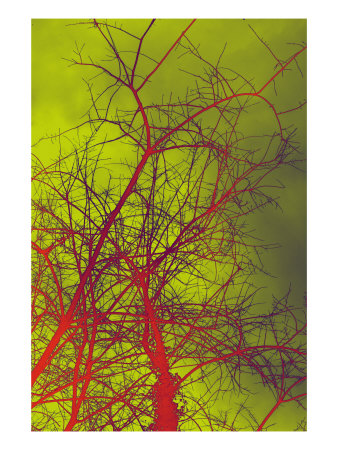 Abstract Trees Viii by Miguel Paredes Pricing Limited Edition Print image