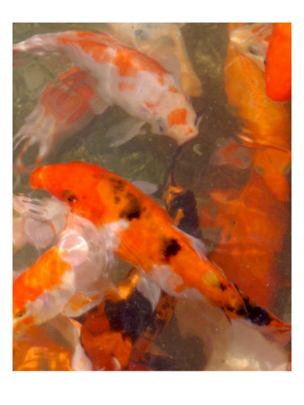 Koi Fish Iv by Miguel Paredes Pricing Limited Edition Print image