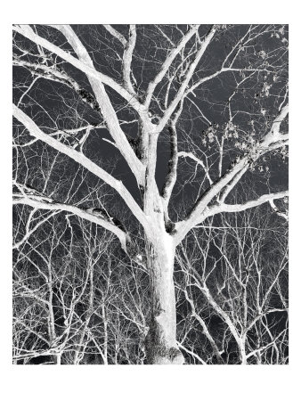 Platinum Trees Iv by Miguel Paredes Pricing Limited Edition Print image