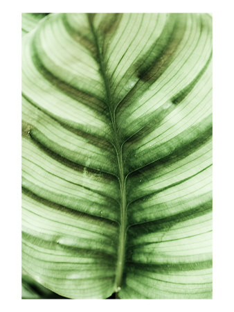 Viridian Green Ii by Miguel Paredes Pricing Limited Edition Print image