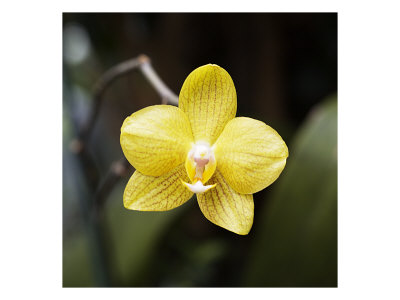Yellow Orchid by Miguel Paredes Pricing Limited Edition Print image