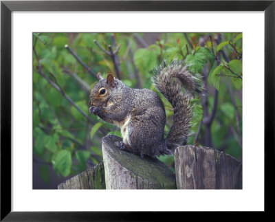 Grey Squirrel On Fencepost by Adam Jones Pricing Limited Edition Print image