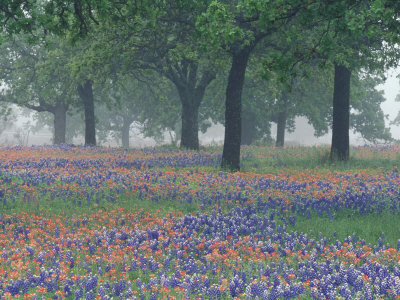Foggy Field Of Texas Paintbrush And Bluebonnets Beneath Oak Trees, Hill Country, Texas, Usa by Adam Jones Pricing Limited Edition Print image