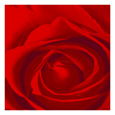 Rose by Miguel Paredes Pricing Limited Edition Print image