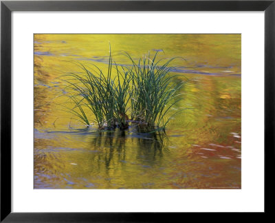 Tuft Of Grass In Deerfield River, Green Mountain National Forest, Vermont, Usa by Adam Jones Pricing Limited Edition Print image