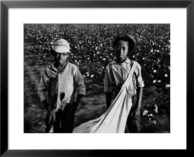 African American Children - Cotton Pickers Pulling Sacks Along Behind Them As They Pick Cotton by Ben Shahn Pricing Limited Edition Print image