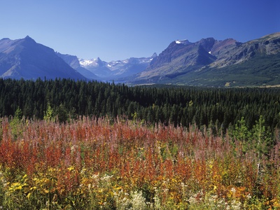 Fireweed Flowers by Adam Jones Pricing Limited Edition Print image