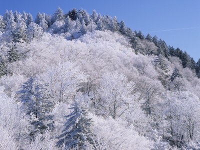 Mountain Top Covered In Snow, Newfound Gap, Great Smoky Mountains National Park, Tennessee, Usa. by Adam Jones Pricing Limited Edition Print image