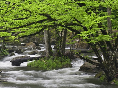 Mountain Stream In Spring, Great Smoky Mountains N.P. Tn by Adam Jones Pricing Limited Edition Print image