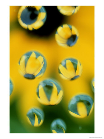 Image Of Black-Eyed Susans In Dew Drops by Adam Jones Pricing Limited Edition Print image