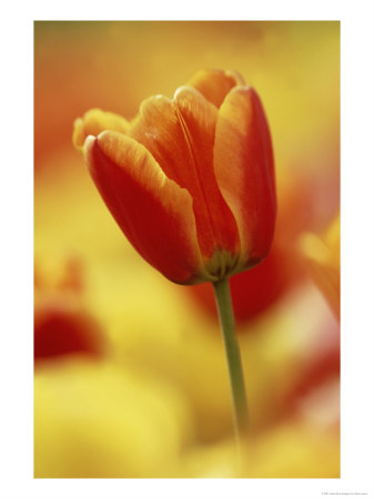 Single Tulip Among Many by Adam Jones Pricing Limited Edition Print image
