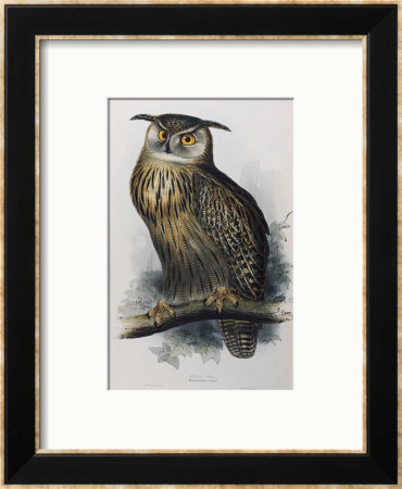 Eagle Owl, Lithographic Plate From The Birds Of Europe by John Gould Pricing Limited Edition Print image