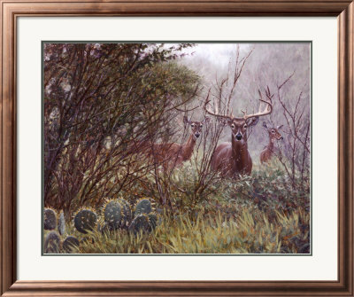 Lone Star Whitetail by John Banovich Pricing Limited Edition Print image