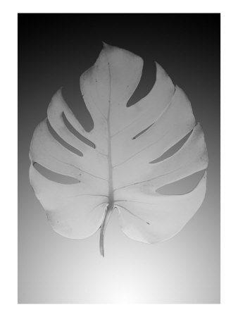 X-Ray I by Miguel Paredes Pricing Limited Edition Print image