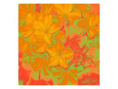 Flower Pic Viii by Miguel Paredes Pricing Limited Edition Print image