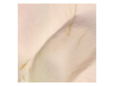 Petal Xiv by Miguel Paredes Pricing Limited Edition Print image