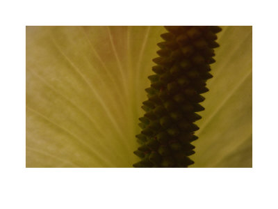 Plant Close Up Iii by Miguel Paredes Pricing Limited Edition Print image