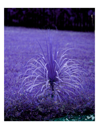 Purple Day by Miguel Paredes Pricing Limited Edition Print image