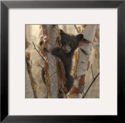 Curious Cub Ii by Collin Bogle Pricing Limited Edition Print image
