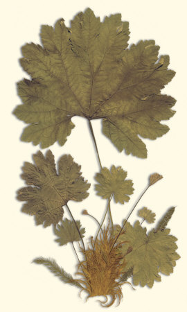 Gunnera Ii by Dr. Robert J. Thornton Pricing Limited Edition Print image