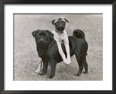 Couple Of Banchory Pugs by Thomas Fall Pricing Limited Edition Print image