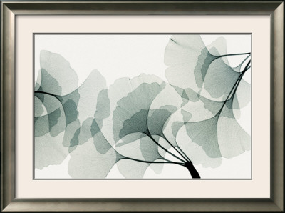 Ginkgo Dance by Steven Meyers Pricing Limited Edition Print image