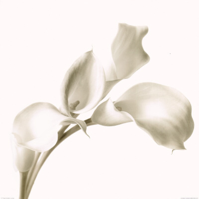 Cala Lilies I by C. Sands Pricing Limited Edition Print image