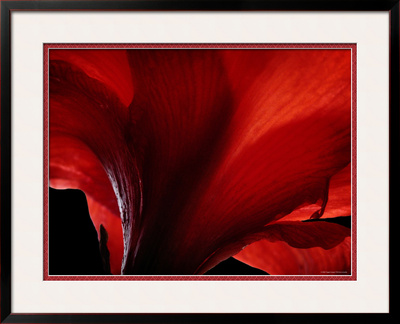 Amarilla by Lydia Marano Pricing Limited Edition Print image