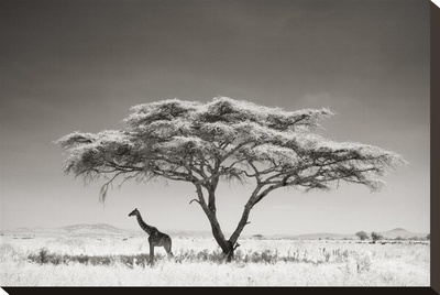 Giraffe In The Shade by Andy Biggs Pricing Limited Edition Print image