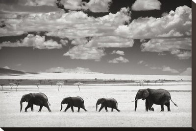 Elephants And Clouds by Andy Biggs Pricing Limited Edition Print image