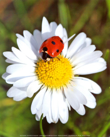 Ladybug And Daisy by Yann Crochet Pricing Limited Edition Print image