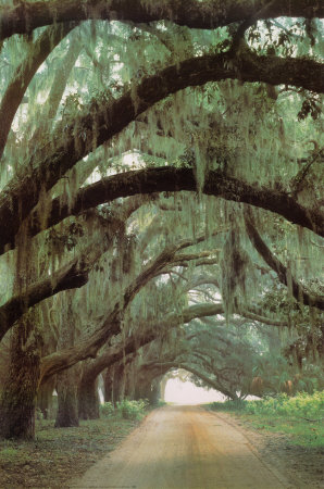 Georgian Oaks by James Randklev Pricing Limited Edition Print image