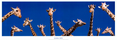 Girafes by Jonathan Smith Pricing Limited Edition Print image