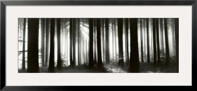 Black Forest, Germany by Helmut Hirler Pricing Limited Edition Print image