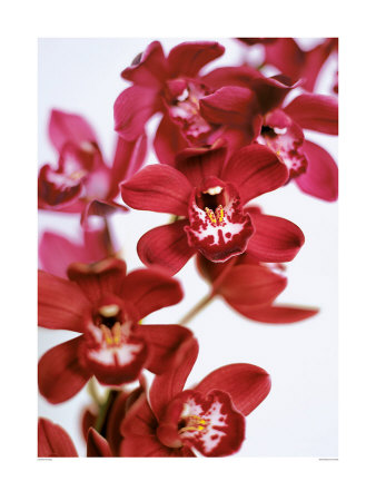 Dendrobium Orchids by Caroline Purday Pricing Limited Edition Print image