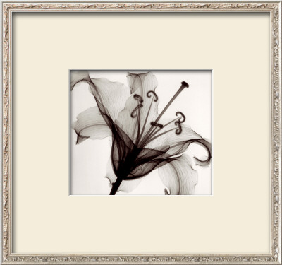 Lily Muscadet by Steven N. Meyers Pricing Limited Edition Print image
