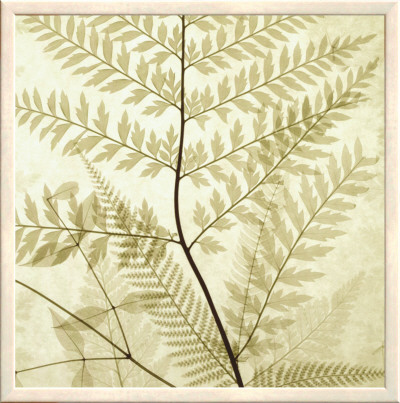 Ferns Ii by Steven N. Meyers Pricing Limited Edition Print image