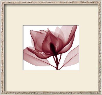 Red Magnolia I by Steven N. Meyers Pricing Limited Edition Print image