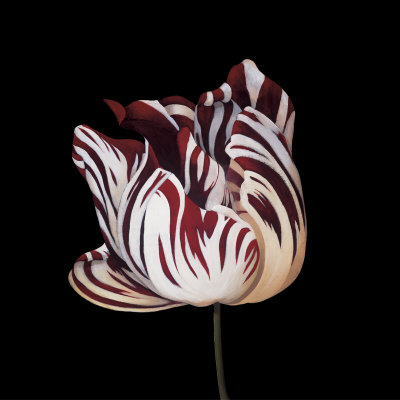 Parrot Tulip Study In Red by Hampton Hall Pricing Limited Edition Print image