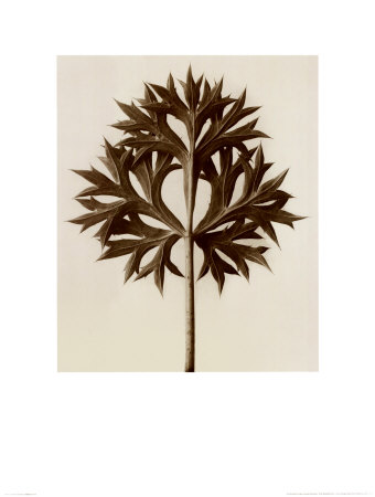 Eryngium Bourgatii, Eryngo by Karl Blossfeldt Pricing Limited Edition Print image