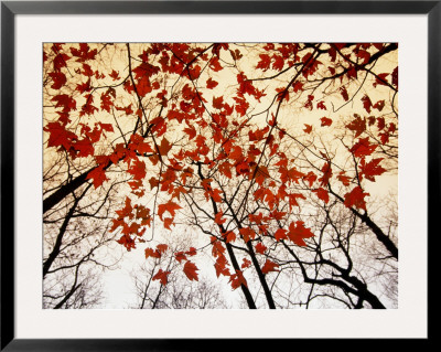 Bare Branches And Red Maple Leaves Growing Alongside The Highway by Raymond Gehman Pricing Limited Edition Print image